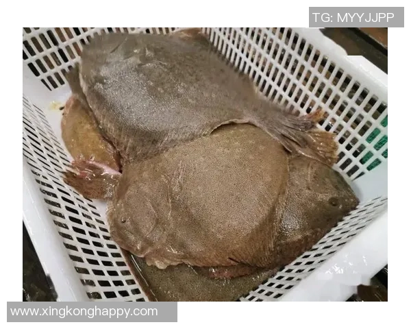 库尔图瓦谈老鼠事件表示绝不会伤害小动物将其安全放生 库尔图瓦谈老鼠事件表示绝不会伤害小动物将其安全放生